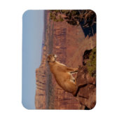 Cougar Magnet (Vertikal)