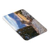 Cougar Magnet (Rechte Seite)