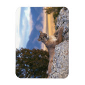 Cougar Magnet (Vertikal)