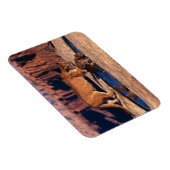 Cougar Magnet (Rechte Seite)