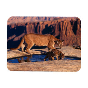 Cougar Magnet