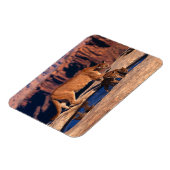 Cougar Magnet (Linke Seite)