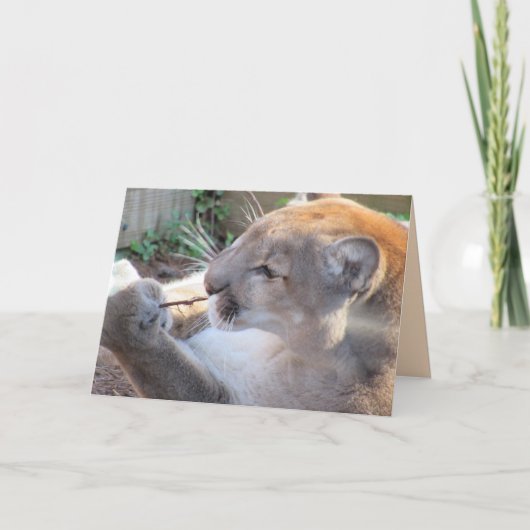Cougar mit Stick Grußkarte Karte (Vorderseite)