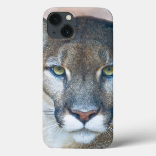 Cougar, mountain lion, Florida panther, Puma 2 iPhone 13 Hülle