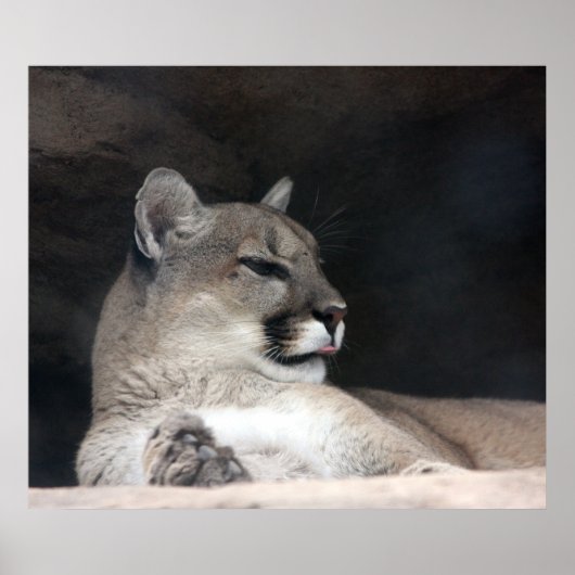 Cougar Mountain Lion Portrait Nah-Up Poster (Vorne)