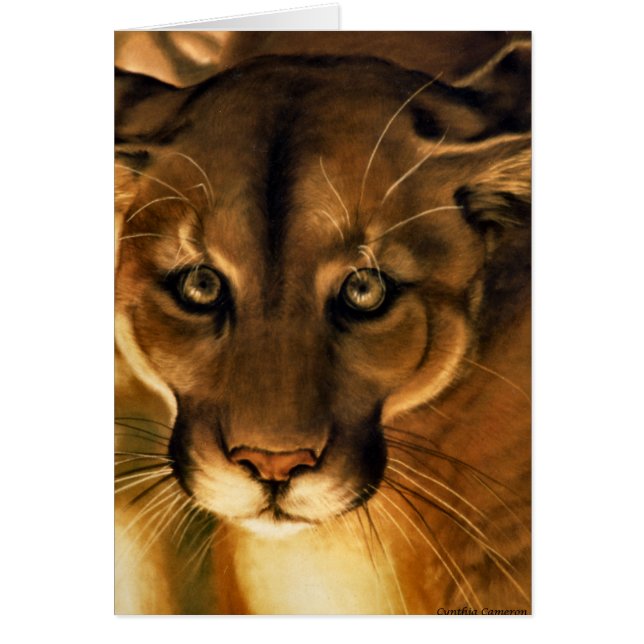 Cougar - Mountain Lion - Puma (Vorne)
