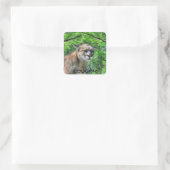 Cougar Mountain Lion & Summer Pines Naturerlebnis Quadratischer Aufkleber (Tasche)
