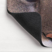 COUGAR Mountain Lion Wildlife Mousepad (Ecke)