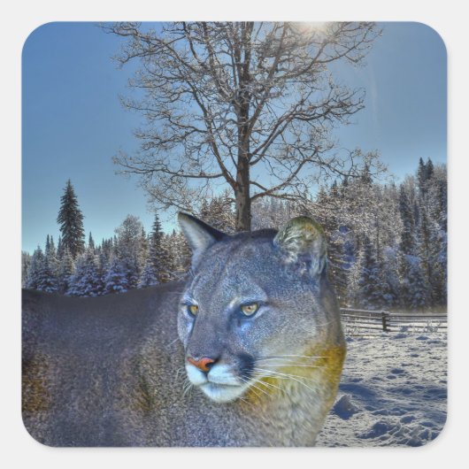 Cougar Mountain Lion & Winter Tree Bilder der Wild Quadratischer Aufkleber (Vorderseite)