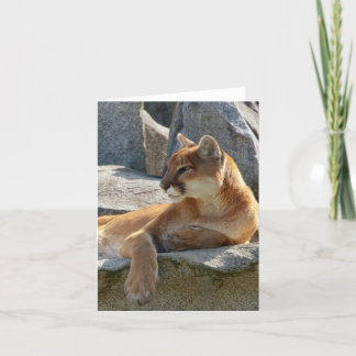 Cougar-nahes hohes karte