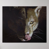 Cougar Night Poster (Vorne)