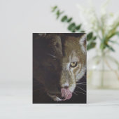 Cougar Night Postkarte (Stehend Vorderseite)