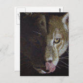 Cougar Night Postkarte (Vorne/Hinten)