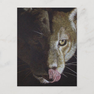 Cougar Night Postkarte