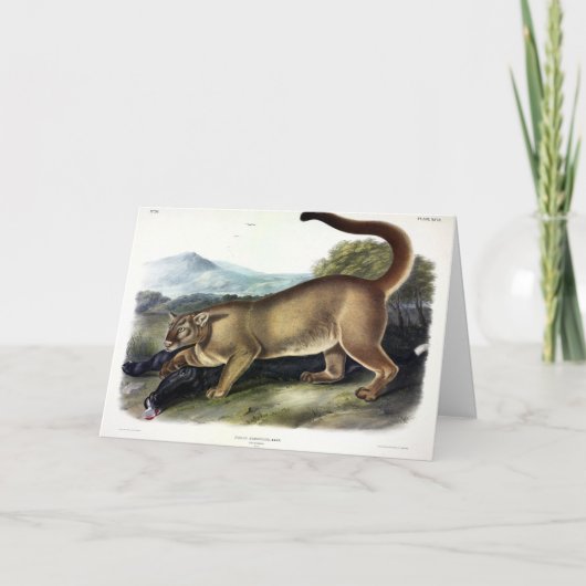 Cougar oder Puma, Panther, Mountain Lion, Catamoun Karte (Vorderseite)