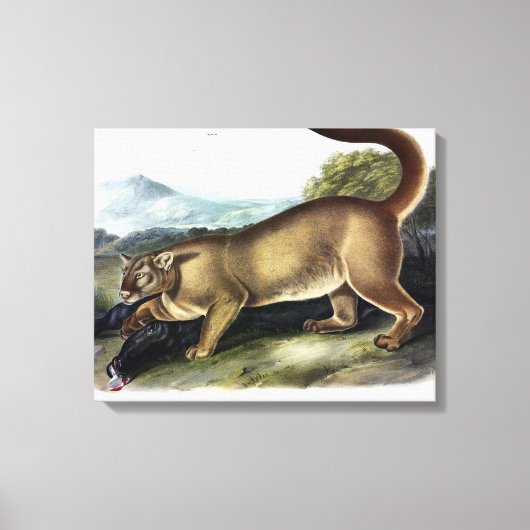 Cougar oder Puma, Panther, Mountain Lion, Catamoun Leinwanddruck (Vorderseite)