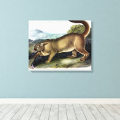 Cougar oder Puma, Panther, Mountain Lion, Catamoun Leinwanddruck (Insitu (Holzboden))