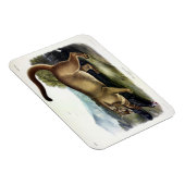 Cougar oder Puma, Panther, Mountain Lion, Catamoun Magnet (Rechte Seite)