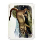 Cougar oder Puma, Panther, Mountain Lion, Catamoun Magnet (Vertikal)