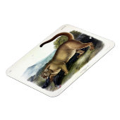 Cougar oder Puma, Panther, Mountain Lion, Catamoun Magnet (Linke Seite)