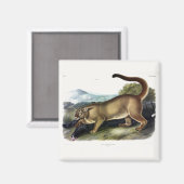Cougar oder Puma, Panther, Mountain Lion, Catamoun Magnet (Vorderseite/Rückseite)