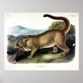 Cougar oder Puma, Panther, Mountain Lion, Catamoun Poster (Vorne)