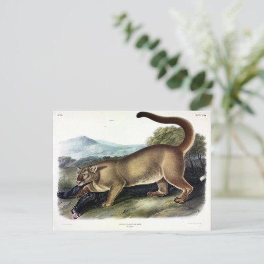 Cougar oder Puma, Panther, Mountain Lion, Catamoun Postkarte (Stehend Vorderseite)