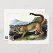 Cougar oder Puma, Panther, Mountain Lion, Catamoun Postkarte (Vorne/Hinten)