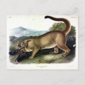 Cougar oder Puma, Panther, Mountain Lion, Catamoun Postkarte (Vorderseite)