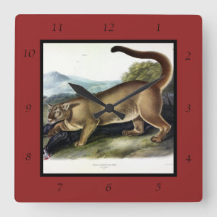 Cougar oder Puma, Panther, Mountain Lion, Catamoun Quadratische Wanduhr