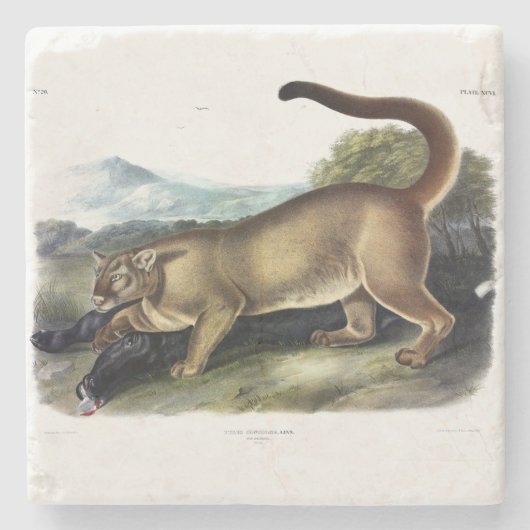 Cougar oder Puma, Panther, Mountain Lion, Catamoun Steinuntersetzer (Vorderseite)
