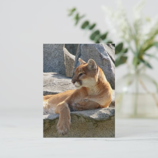 Cougar Postcard Postkarte (Stehend Vorderseite)