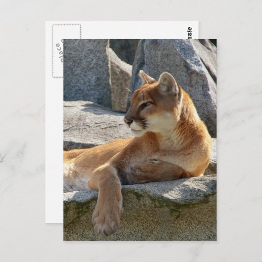 Cougar Postcard Postkarte (Vorne/Hinten)