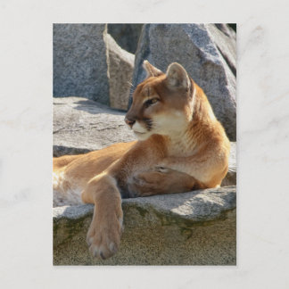 Cougar Postcard Postkarte