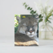 Cougar Postcard Postkarte (Stehend Vorderseite)
