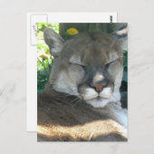 Cougar Postcard Postkarte (Vorne/Hinten)