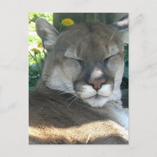 Cougar Postcard Postkarte (Vorderseite)