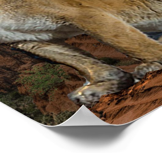 Cougar Poster (Ecke)