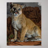 Cougar Poster (Vorne)