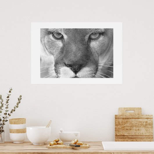 Cougar Poster (Küche)
