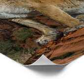 Cougar Poster (Ecke)