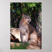 Cougar-Poster Poster (Vorne)