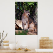 Cougar-Poster Poster (Küche)