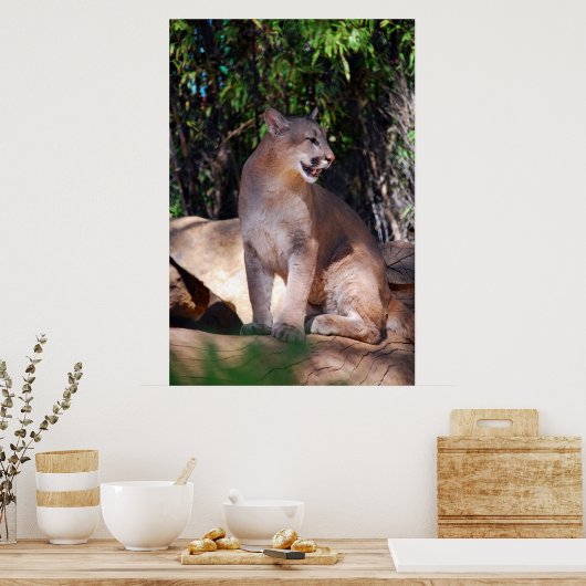 Cougar-Poster Poster (Küche)