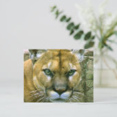Cougar Postkarte (Stehend Vorderseite)