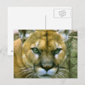 Cougar Postkarte (Vorne/Hinten)