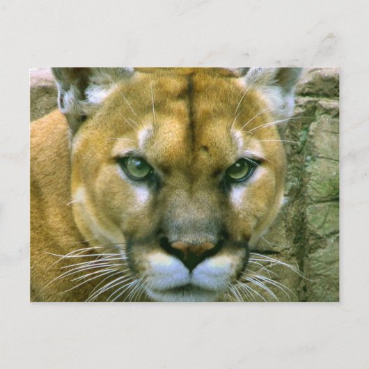Cougar Postkarte (Vorderseite)