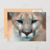 Cougar Postkarte (Vorne/Hinten)