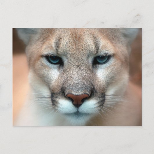 Cougar Postkarte (Vorderseite)