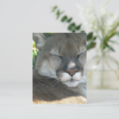 Cougar Postkarte (Stehend Vorderseite)